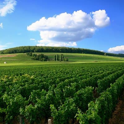 Full-Day Private Guided Tour of Champagne wih Hotel Pickup 4