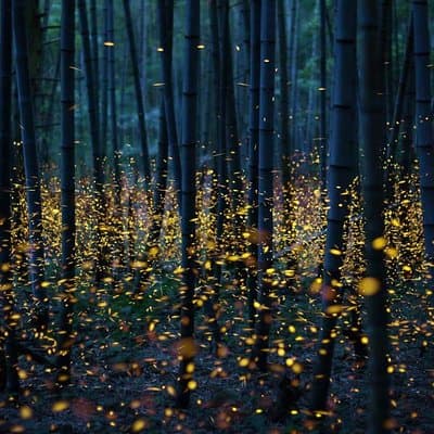Bamboo Bicycle Tour in twilight: watch dancing Fireflies in Bangkok