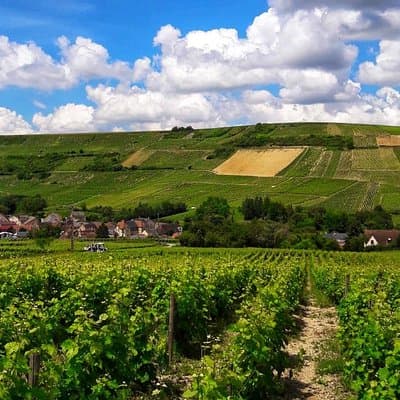 Private wine tour to Sancerre vineyards from Paris with Sommelier 5