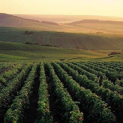 Private Full-Day Tour of Champagne Region
