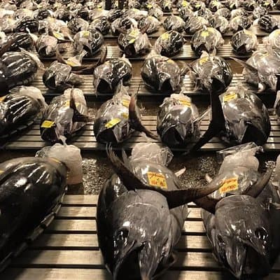 Tuna Auction and Market Tour at 'Activity Maison Kissako' 2