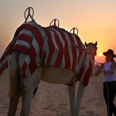 Dubai Sunset Camel Trekking With BBQ Dinner at VIP Camp