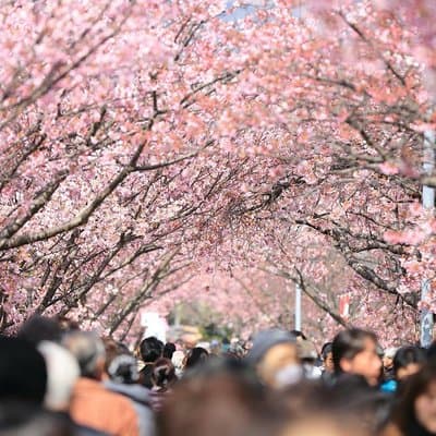 Tokyo Private Cherry Blossom Tour with a Local – Picnic Included 3