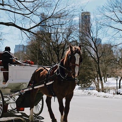 Central Park New York - Exclusive Guided Walking Tour 4