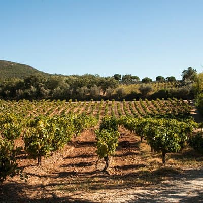Arrabida Full Day Private Tour with Wine Tasting 5
