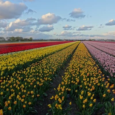 4 hours private tour to the famous colourfull flower fields from Amsterdam 3