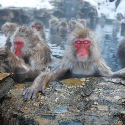 Full Day Snow Monkey Park Tour, From/To Tokyo, 2-12 guests 3