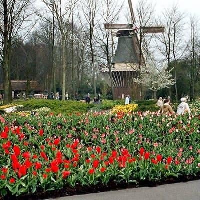 Private Day Trip from Amsterdam to Keukenhof with Entrance Tickets 2
