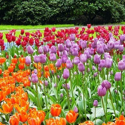 Keukenhof and Flower Fields Private Tour from Amsterdam