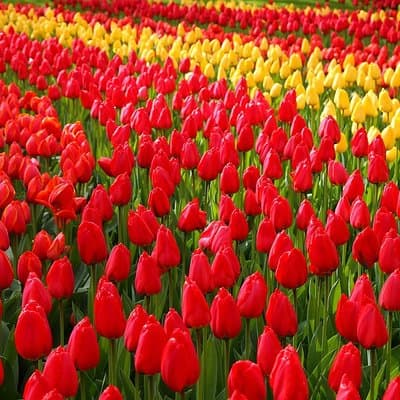 Keukenhof and Flower Fields Private Tour from Amsterdam 2