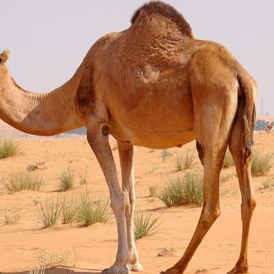 Dubai Afternoon 4Hrs Red Dunes Safari Private4x4Jeep Camel Sunset 2