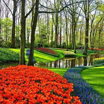 Private Tulip Fields, Windmills and Cheese Tour from Amsterdam 2