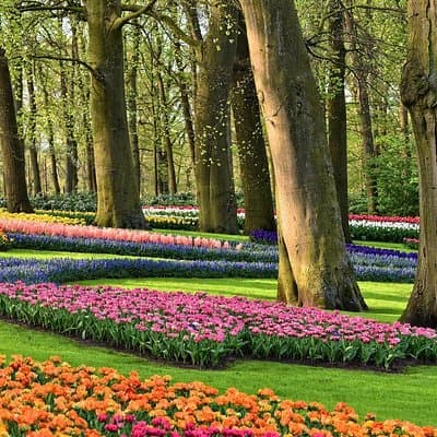Private Tulip Fields, Windmills and Cheese Tour from Amsterdam 5