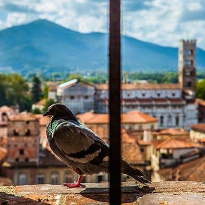 Lucca and Pisa Day Tour from Rome