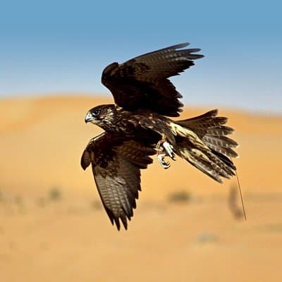 Dubai: Private Falconry Experience & Platinum Breakfast 4