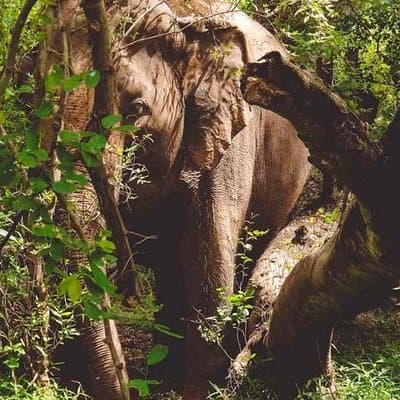 Erawan Waterfall and Elephant Care: Private Tour to Kanchanabur 5