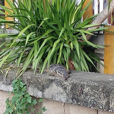 Bike & Bite with Boss: Discover Thonburi 3