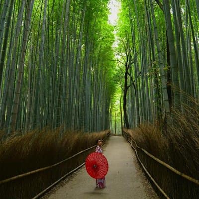 Japan Discovery Tour (12 Days) 2