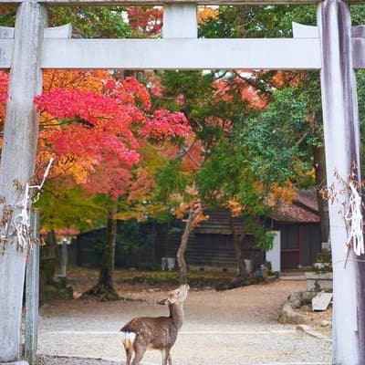 Japan Discovery Tour (12 Days) 3