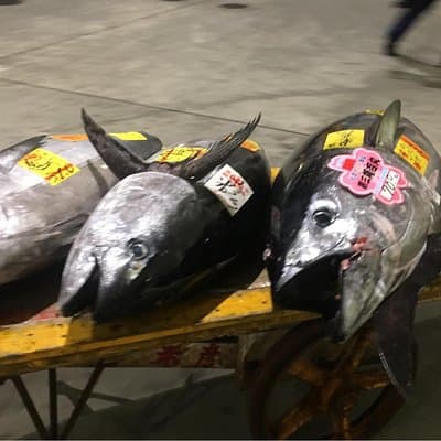 Tuna Auction and Market Tour at 'Activity Maison Kissako' 5