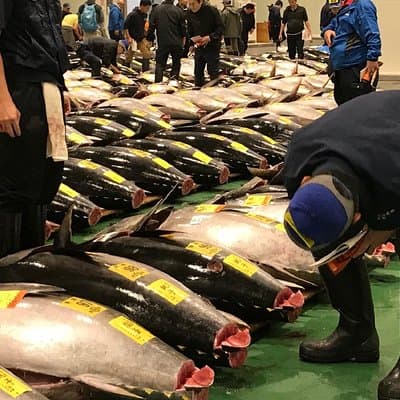Tuna Auction and Market Tour at 'Activity Maison Kissako'