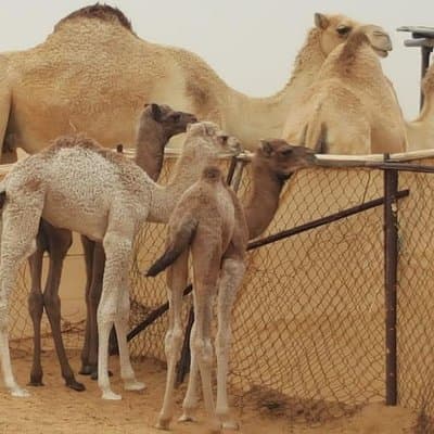 Morning Desert Safari with Camel Ride and Sandboarding 5