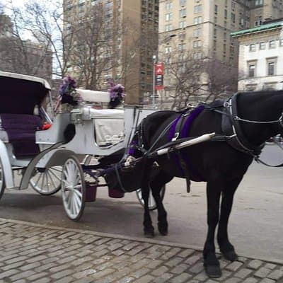 NYC Central Park Horse and Carriage Ride: Long Ride 45 min 5