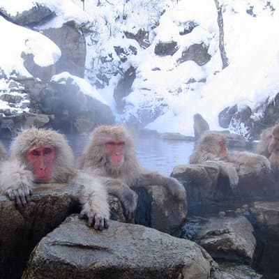 Full Day Snow Monkey Park Tour, From/To Tokyo, 2-12 guests 4
