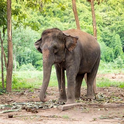 Kanchanaburi Local Cuisine and Elephant Care 2