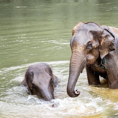 Kanchanaburi Local Cuisine and Elephant Care