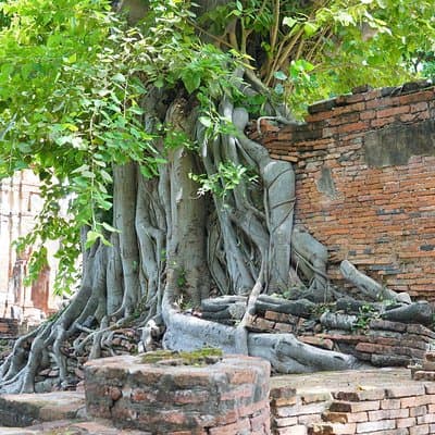 Ayutthaya Evening Tour with Dinner 5