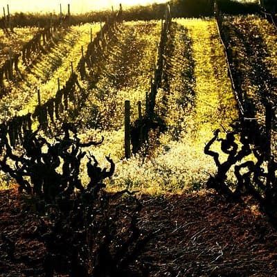 Winery Tour with Private Luxury Vehicle from Barcelona with Hotel pick up 2