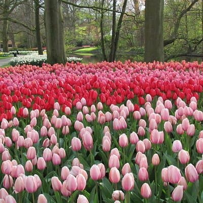 Keukenhof and Flower Fields Private Tour from Amsterdam 5