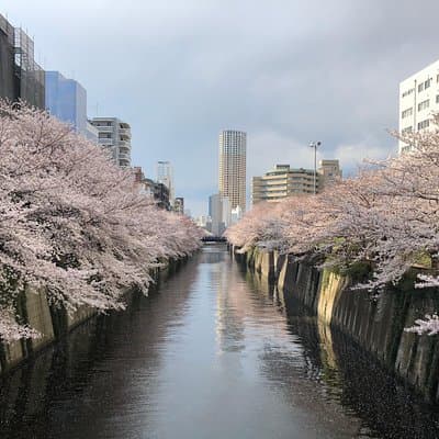 A Dreamy and Delicious Day in Tokyo