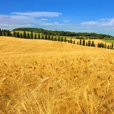 Private: Tuscany Day Tour from Rome with Optional Wine Tasting 5