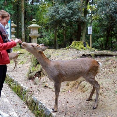 Highlights of Japan Tour: 10-day Small Group 3