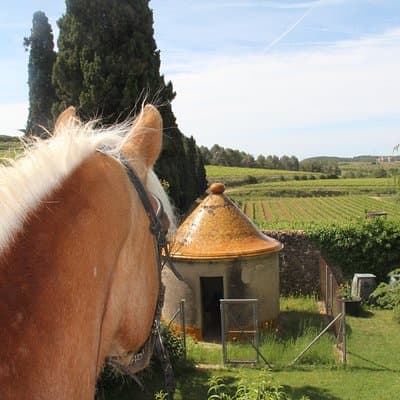Horseback Ride, Penedes, Wine Tasting & Tapas Private Tour 5
