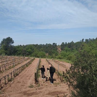 Half Day Private Wine & Oil Tasting Tour near Barcelona with hotel pick up 5