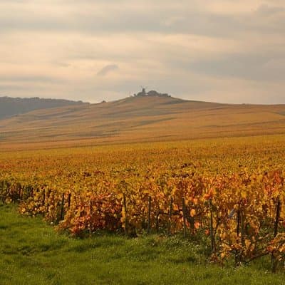 Private Full-Day Tour of Champagne Region 5