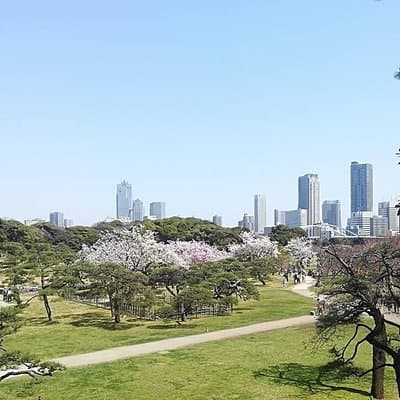 Cherry Blossom Highlights, Hamarikyu, Asakusa and Meiji Shrine