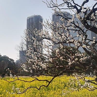 Cherry Blossom Highlights, Hamarikyu, Asakusa and Meiji Shrine 5