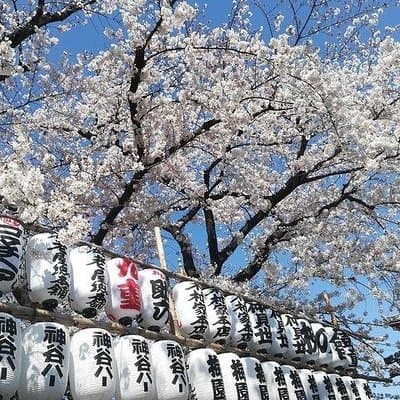 Cherry Blossom Highlights, Hamarikyu, Asakusa and Meiji Shrine 2
