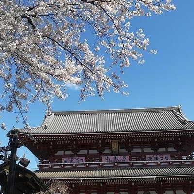 Cherry Blossom Highlights, Hamarikyu, Asakusa and Meiji Shrine 4