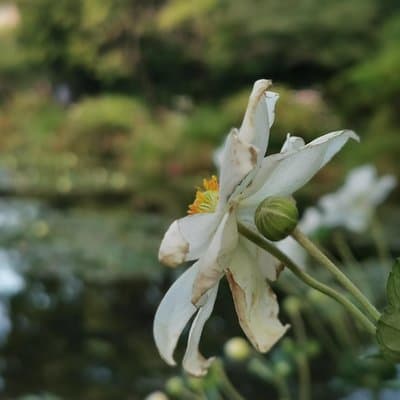 Giverny Auvers sur Oise private tour 3