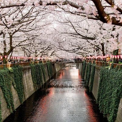 Tokyo Private Customizable Half Day Tour 2