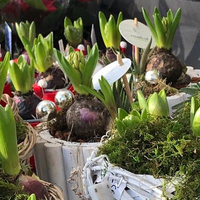 Half-Day Amsterdam Jordaan Private Walking Tour 4