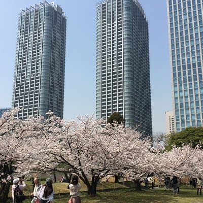 Private Tokyo Cherry Blossom Tour – Custom Sakura Viewing Spots 5