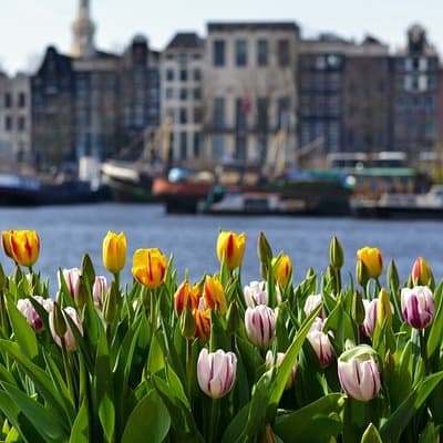 Keukenhof and Zaanse Schans Windmills Guided Tour with local 3