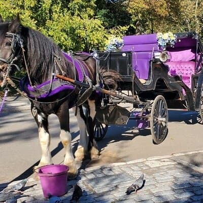 NYC Central Park & Rockefeller Center Private Horse Carriage Tour 5