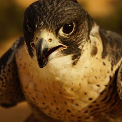 Small-Group Tour: Falcon 2—Dubai Falconry Safari 4